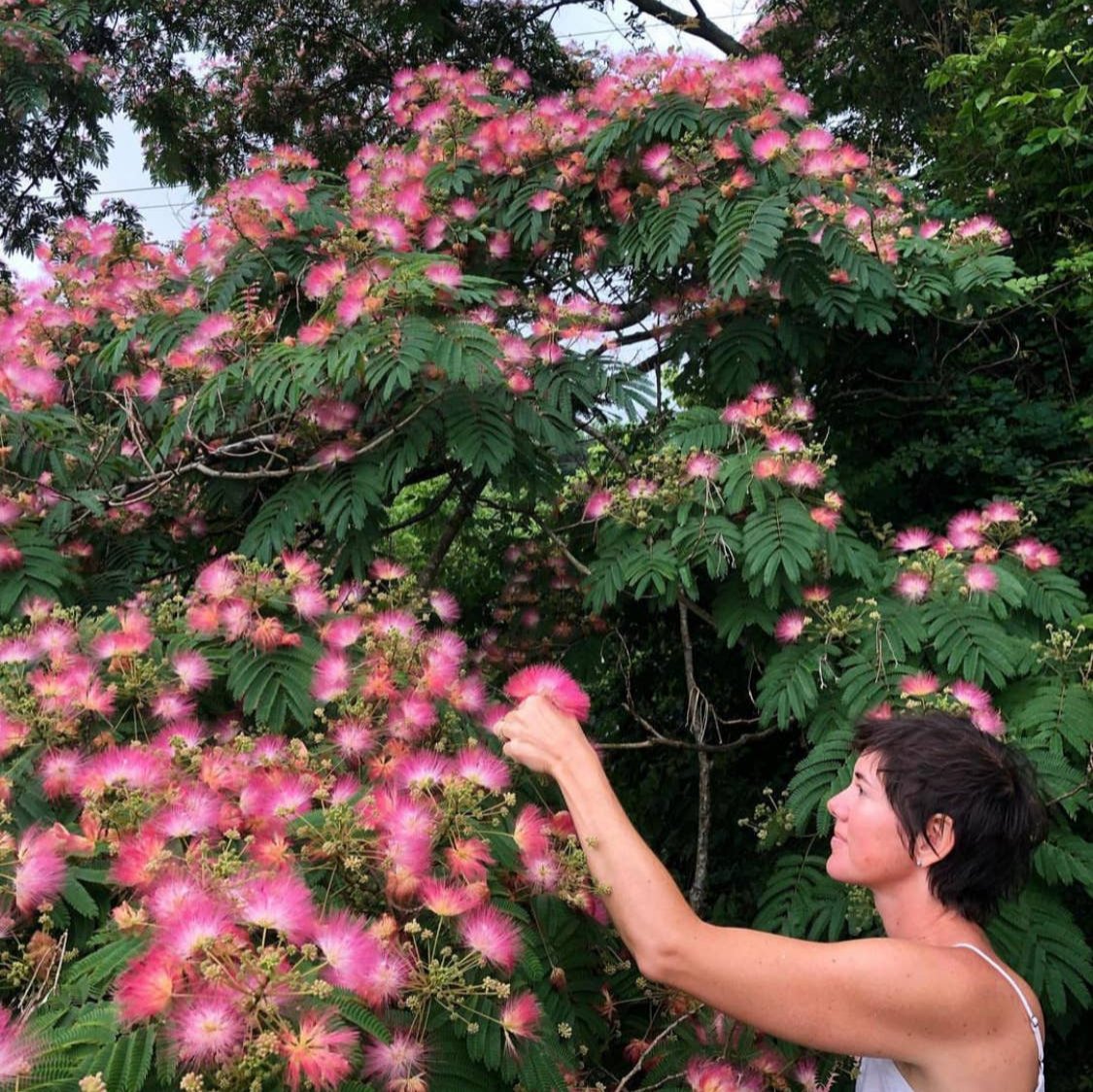 Mimosa Tincture | Mood Boost