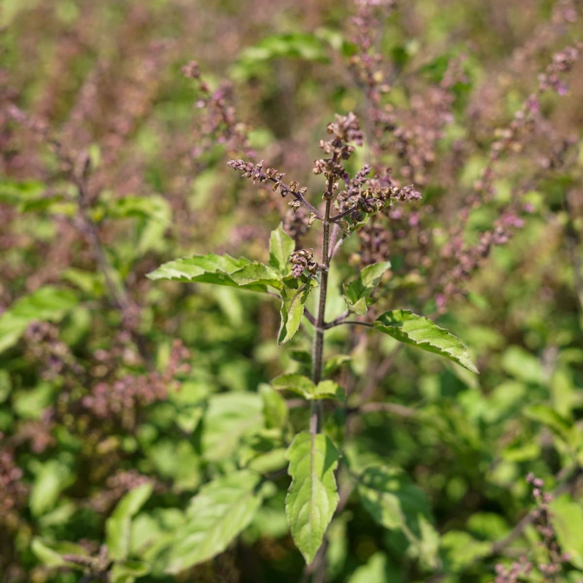 Kid's Aller-Ease Glycerite