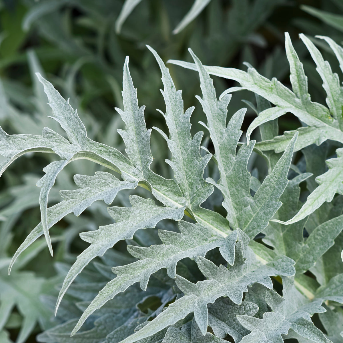 Artichoke Leaf Tincture | Digestion, Liver, Gallbladder, Bitters