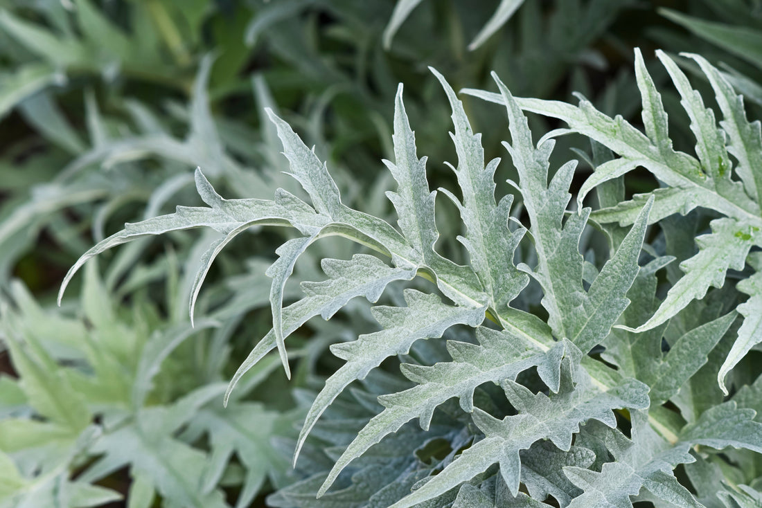 Our first product: Why Fresh Artichoke Leaf Tincture Feels Like the Perfect First Step