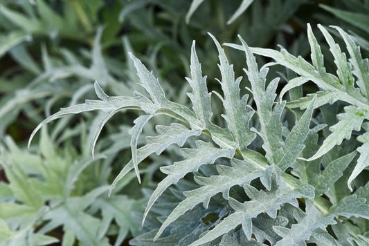 Our first product: Why Fresh Artichoke Leaf Tincture Feels Like the Perfect First Step