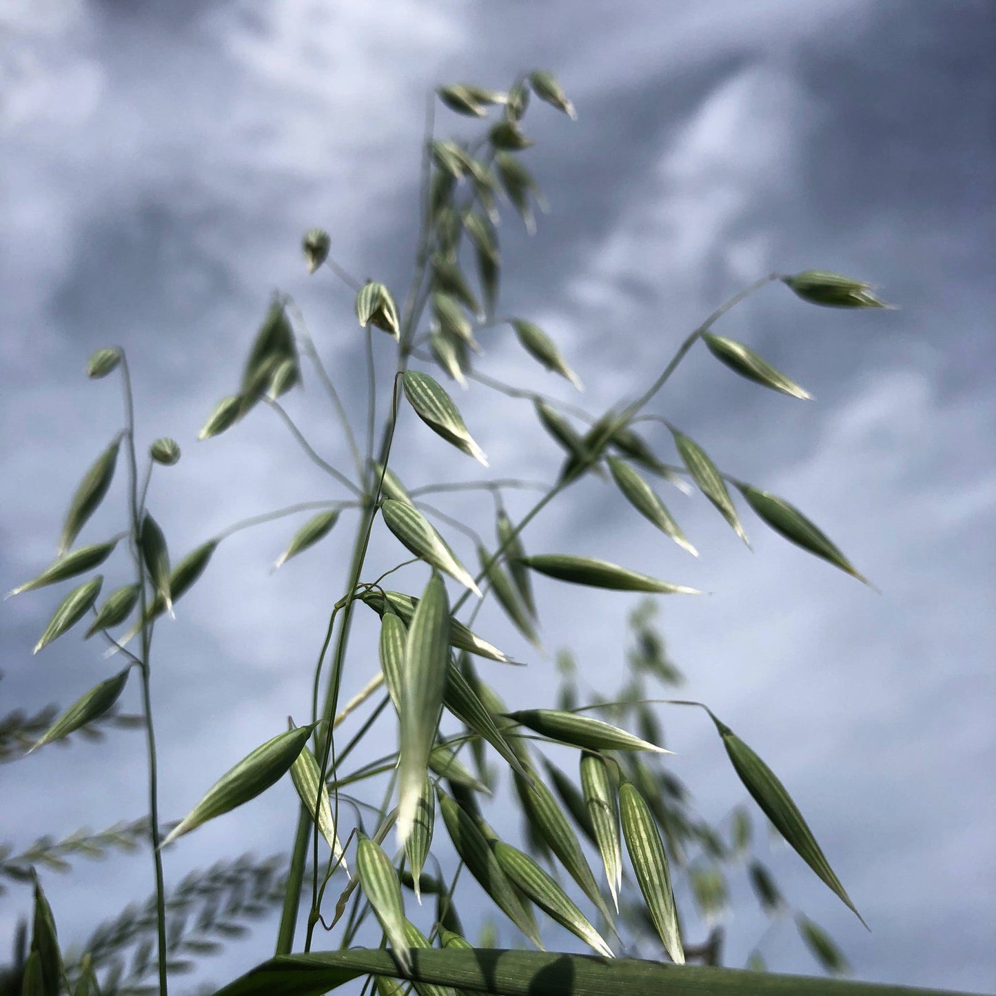 Milky Oats Tincture