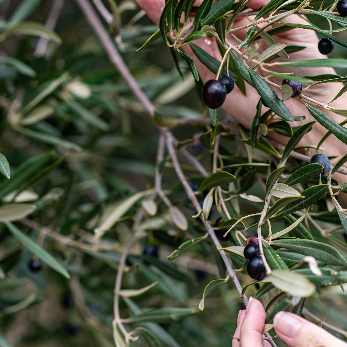 Extra Virgin Olive Oil | High Antioxidant + Polyphenol