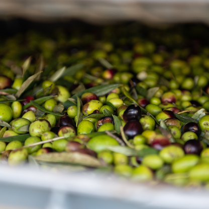 Extra Virgin Olive Oil | High Antioxidant + Polyphenol