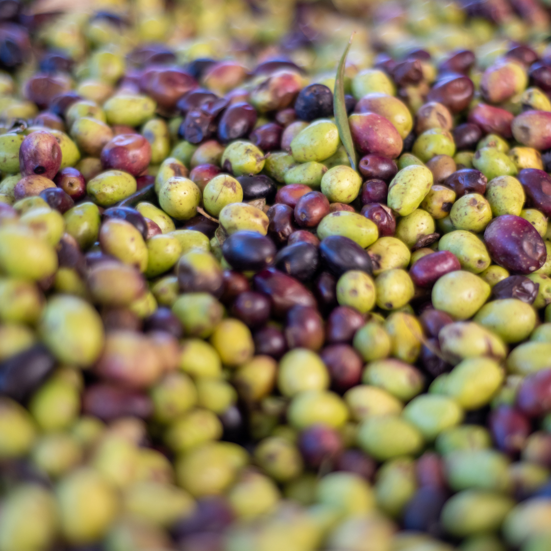 Extra Virgin Olive Oil | High Antioxidant + Polyphenol