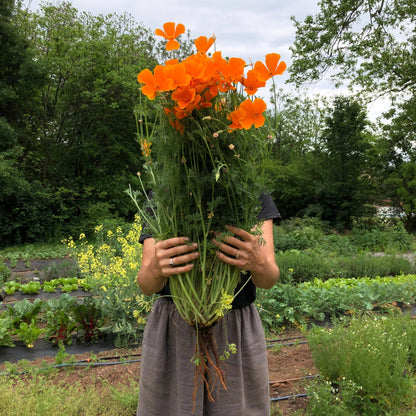 California Poppy Tincture
