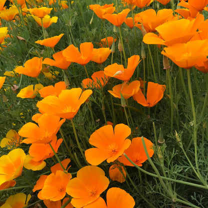 California Poppy Tincture